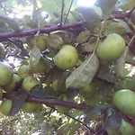 вилна зона златни пясъци, спирка ален мак Πανσιόν