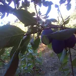вилна зона златни пясъци, спирка ален мак Πανσιόν Βάρνα