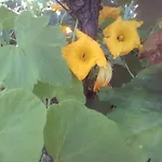 Πανσιόν вилна зона златни пясъци, спирка ален мак *