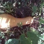 вилна зона златни пясъци, спирка ален мак Πανσιόν Βάρνα