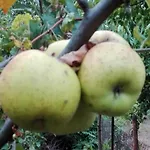 вилна зона златни пясъци, спирка ален мак * Βάρνα