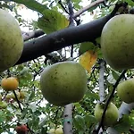 Πανσιόν вилна зона златни пясъци, спирка ален мак