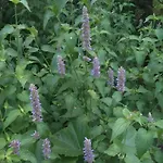 вилна зона златни пясъци, спирка ален мак Βάρνα