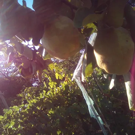 вилна зона златни пясъци, спирка ален мак Gasthuis *