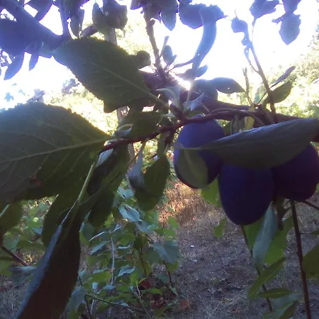 вилна зона златни пясъци, спирка ален мак Gasthuis Varna