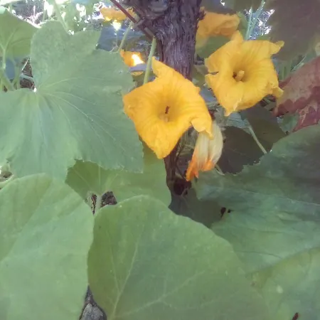 Gasthuis вилна зона златни пясъци, спирка ален мак *