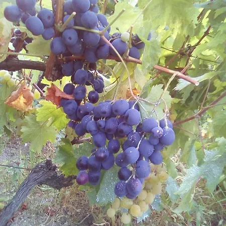 Gasthuis вилна зона златни пясъци, спирка ален мак