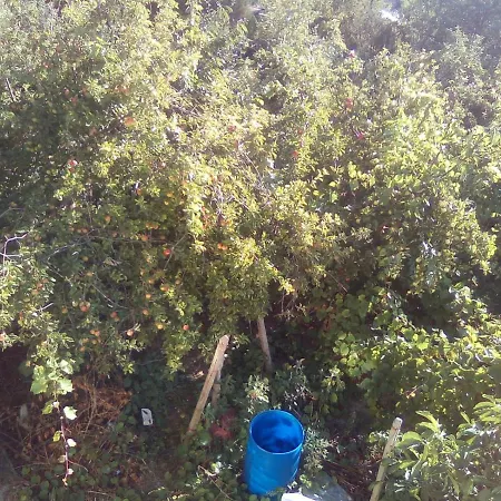 вилна зона златни пясъци, спирка ален мак Πανσιόν