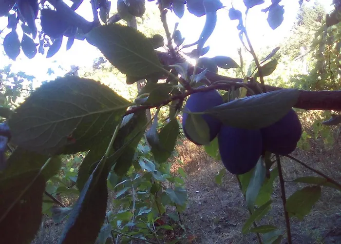 вилна зона златни пясъци, спирка ален мак Gæstehus Varna