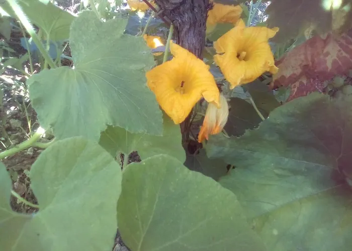 Gæstehus вилна зона златни пясъци, спирка ален мак *