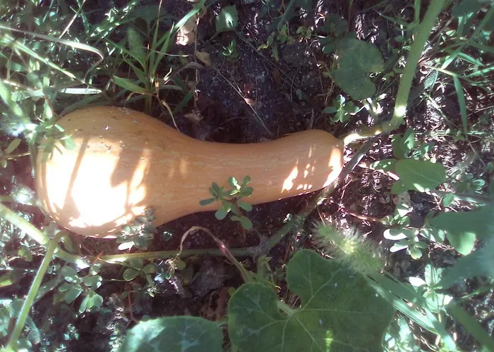 вилна зона златни пясъци, спирка ален мак Gæstehus Varna