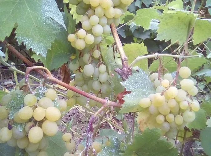 вилна зона златни пясъци, спирка ален мак * Varna