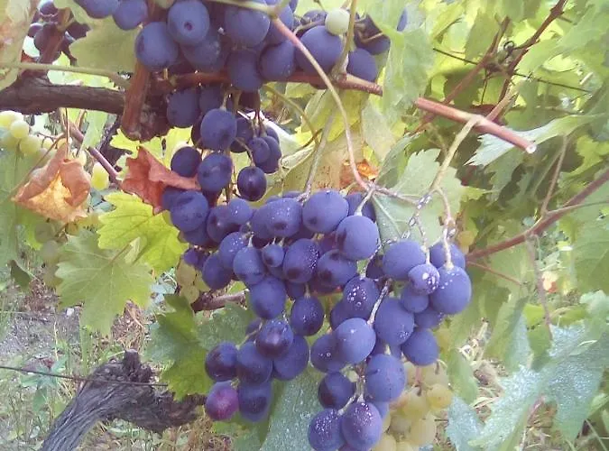 Gæstehus вилна зона златни пясъци, спирка ален мак