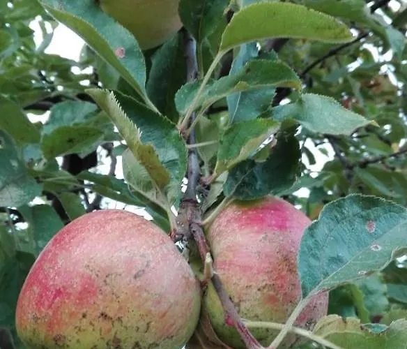 вилна зона златни пясъци, спирка ален мак Gæstehus
