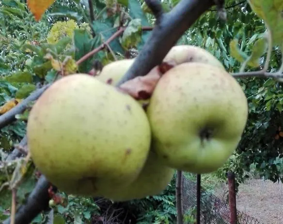 вилна зона златни пясъци, спирка ален мак * Varna