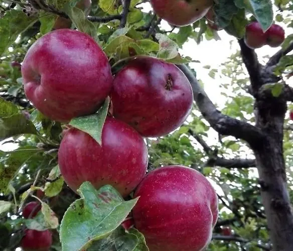вилна зона златни пясъци, спирка ален мак Gæstehus Varna