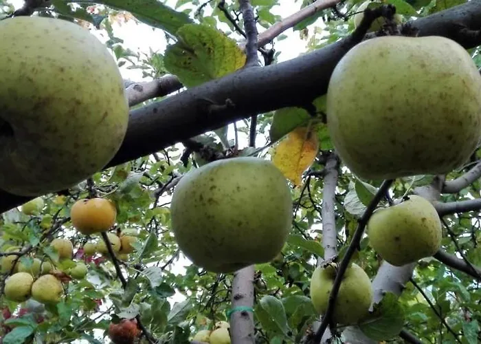 Gæstehus вилна зона златни пясъци, спирка ален мак