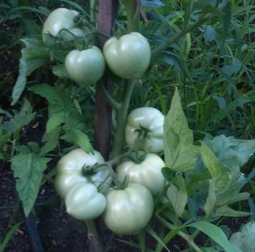 Gæstehus вилна зона златни пясъци, спирка ален мак *