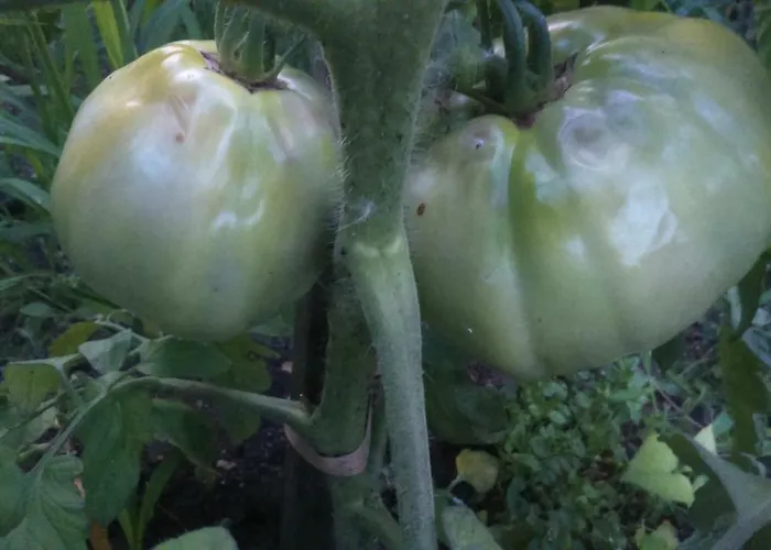 вилна зона златни пясъци, спирка ален мак Varna