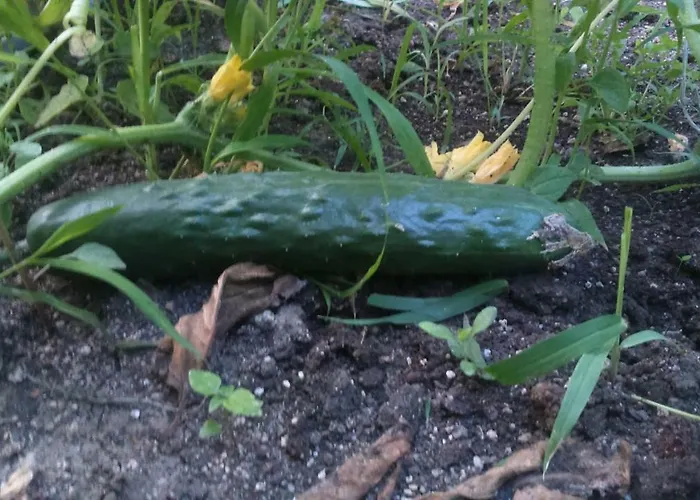 Gæstehus вилна зона златни пясъци, спирка ален мак Varna