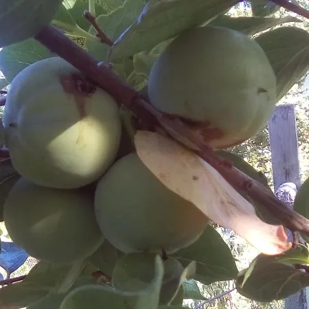 вилна зона златни пясъци, спирка ален мак Guest house *