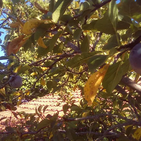 вилна зона златни пясъци, спирка ален мак Penzion *