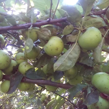 вилна зона златни пясъци, спирка ален мак Guest house