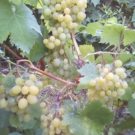 вилна зона златни пясъци, спирка ален мак * Varna