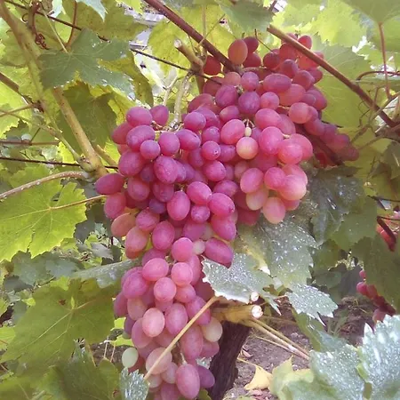 вилна зона златни пясъци, спирка ален мак Varna