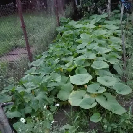 вилна зона златни пясъци, спирка ален мак Varna