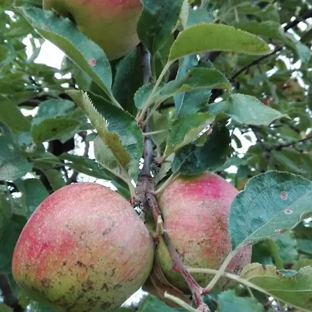 вилна зона златни пясъци, спирка ален мак Guest house