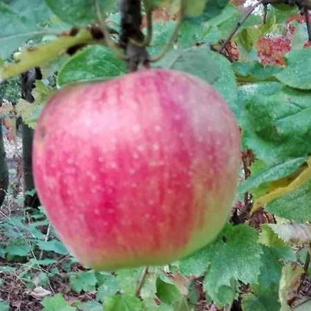 вилна зона златни пясъци, спирка ален мак Guest house Varna