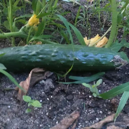 Guest house вилна зона златни пясъци, спирка ален мак Varna