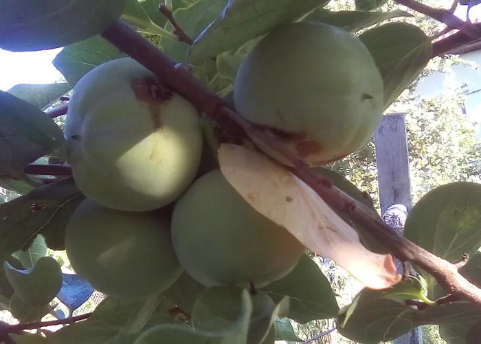 вилна зона златни пясъци, спирка ален мак Pensionat *