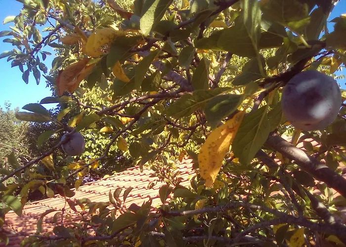 вилна зона златни пясъци, спирка ален мак Pensionat *