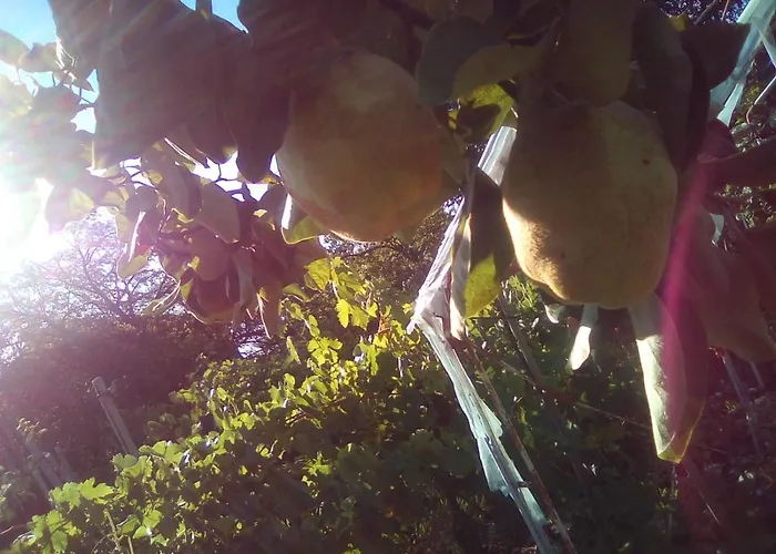 вилна зона златни пясъци, спирка ален мак Pensionat *