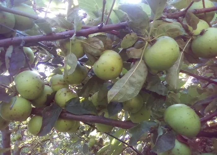 вилна зона златни пясъци, спирка ален мак Pensionat