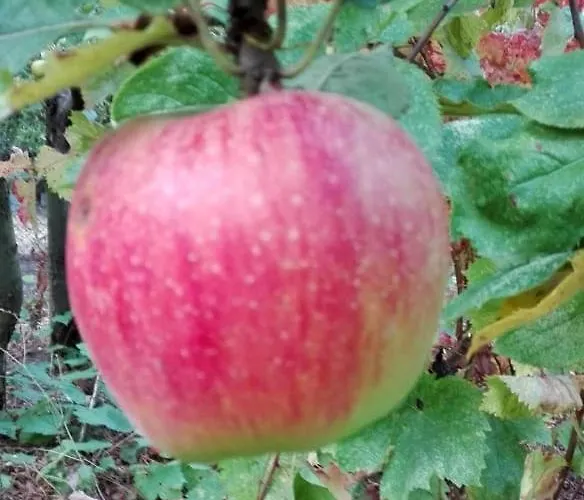 вилна зона златни пясъци, спирка ален мак Pensionat Varna